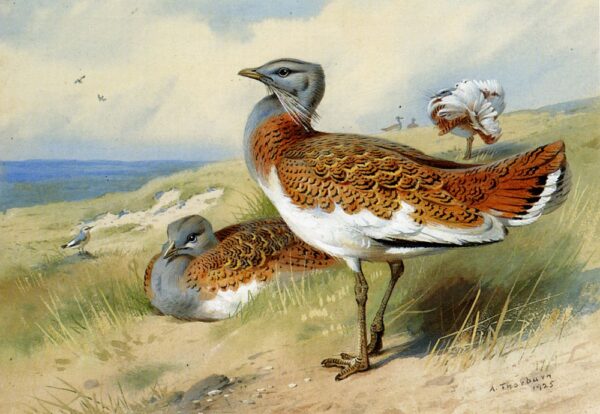 Great Bustards by Archibald Thorburn, hand-painted oil painting reproduction