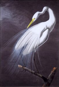 Great Egret by John James Audubon, hand-painted oil painting reproduction