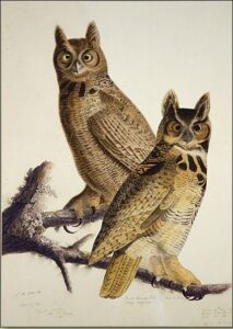 Great Horned Owl by John James Audubon, hand-painted oil painting reproduction