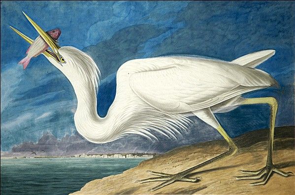Great White Heron by John James Audubon, hand-painted oil reproduction