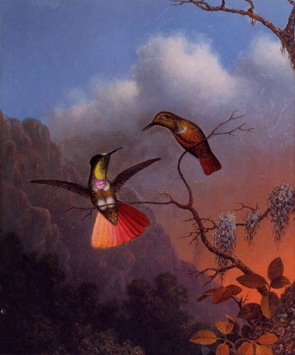 Hooded Visorbearer by Martin Johnson Heade, hand-painted oil painting reproduction