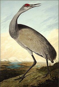 Hooping Crane by John James Audubon, hand-painted oil painting reproduction