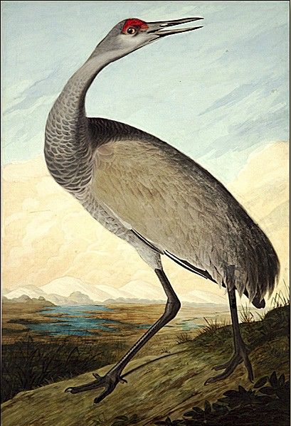 Hooping Crane by John James Audubon, hand-painted oil reproduction