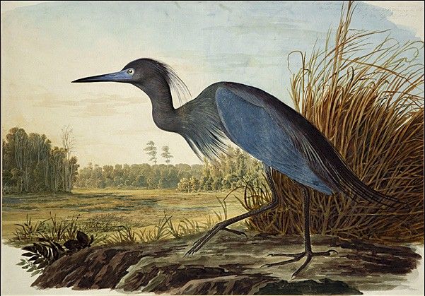 Little Blue Heron by John James Audubon, hand-painted oil reproduction