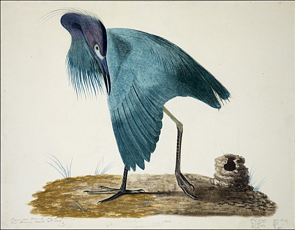 Little Blue Heron II by John James Audubon, hand-painted oil reproduction