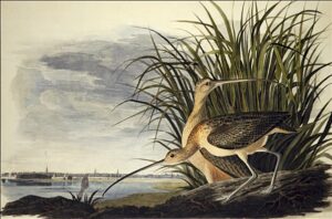 Long-Billed Curlew by John James Audubon, hand-painted oil painting reproduction