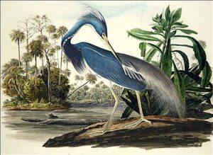 Louisiana Heron by John James Audubon, hand-painted oil painting reproduction