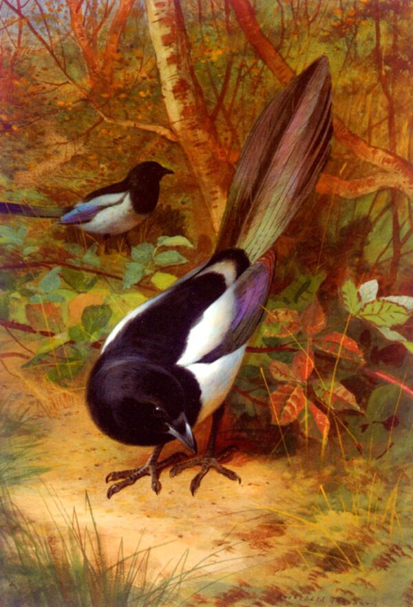 Magpies by Archibald Thorburn, hand-painted oil reproduction