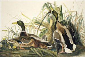 Mallard by John James Audubon, hand-painted oil painting reproduction