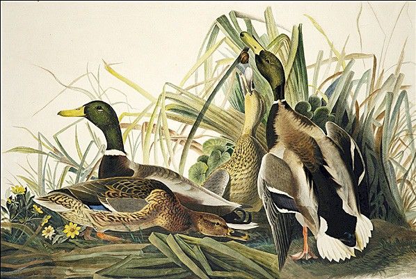 Mallard by John James Audubon, hand-painted oil reproduction