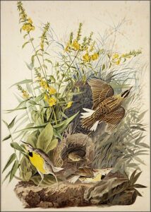 Meadowlark by John James Audubon, hand-painted oil painting reproduction