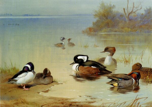 Buffel-Headed Duck, American Green-Winged Teal, and Hooded Merganser by Archibald Thorburn, hand-painted oil painting reproduction