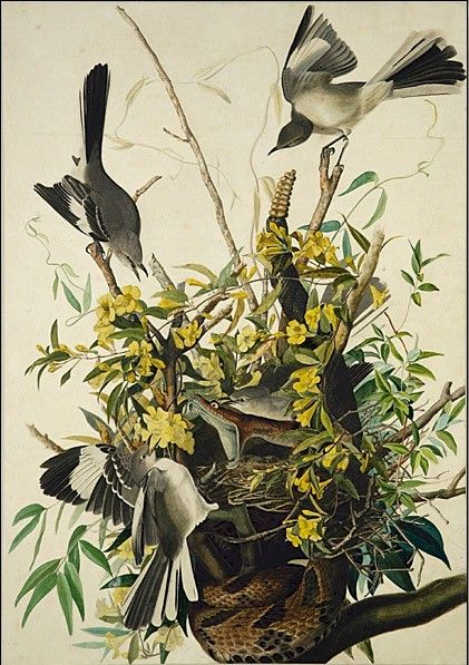 Mocking Bird by John James Audubon, hand-painted oil reproduction