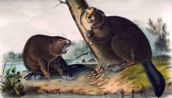 North American Beaver by John James Audubon, hand-painted oil painting reproduction