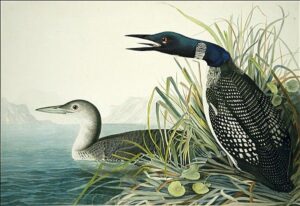 Northern Diver by John James Audubon, hand-painted oil painting reproduction