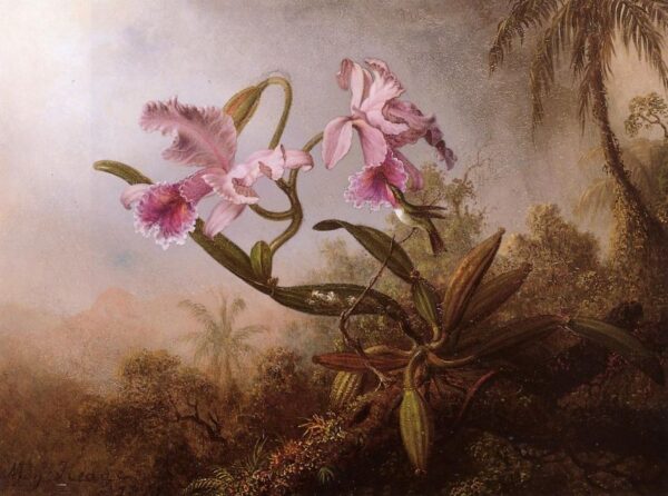 Orchids and Hummingbird II by Martin Johnson Heade, hand-painted oil painting reproduction