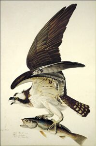 Osprey by John James Audubon, hand-painted oil painting reproduction