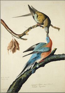Passenger Pigeon by John James Audubon, hand-painted oil painting reproduction