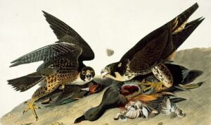 Peregrine Falcon by John James Audubon, hand-painted oil painting reproduction