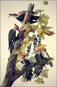 Pileated Woodpecker by John James Audubon, hand-painted oil painting reproduction