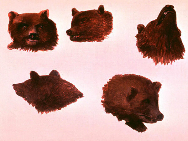 Portraits of Two Grizzly Bears, From Life by George Catlin, hand-painted oil painting reproduction