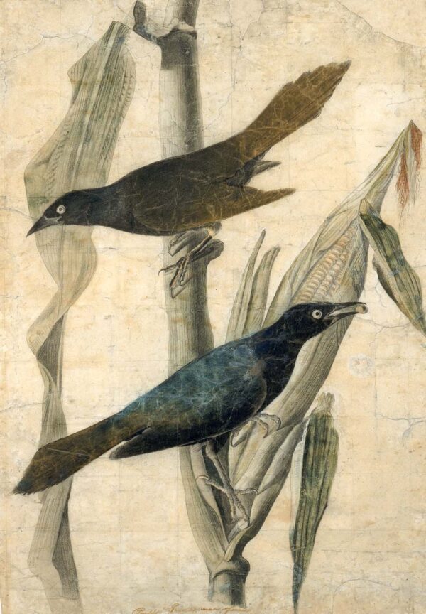 Purple Grackle by John James Audubon, hand-painted oil painting reproduction