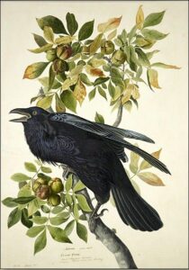 Raven by John James Audubon, hand-painted oil painting reproduction