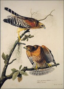Red-Shouldered Hawk by John James Audubon, hand-painted oil painting reproduction