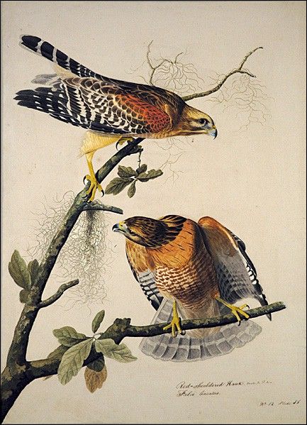 Red-Shouldered Hawk by John James Audubon, hand-painted oil reproduction