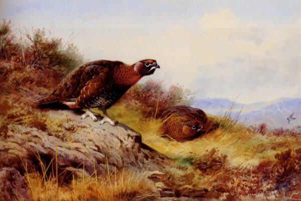 Red Grouse on the Moor by Archibald Thorburn, hand-painted oil painting reproduction