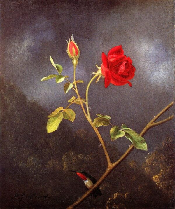 Red Rose with Ruby Throat by Martin Johnson Heade, hand-painted oil painting reproduction