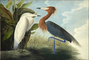 Reddish Egret by John James Audubon, hand-painted oil painting reproduction
