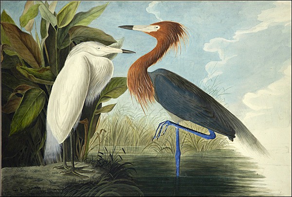 Reddish Egret by John James Audubon, hand-painted oil reproduction