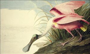 Roseate Spoonbill by John James Audubon, hand-painted oil painting reproduction