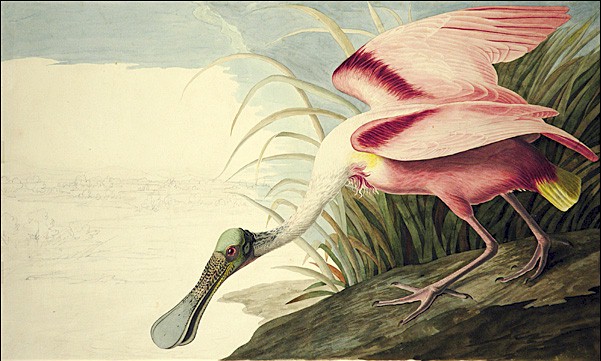 Roseate Spoonbill by John James Audubon, hand-painted oil reproduction