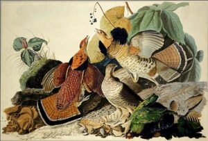 Ruffled Grouse by John James Audubon, hand-painted oil painting reproduction
