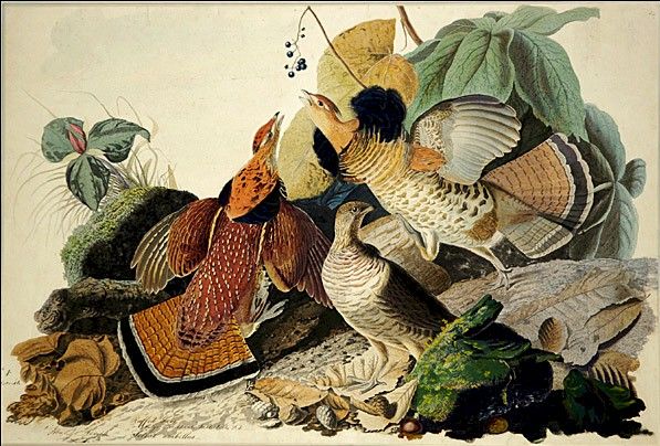 Ruffled Grouse by John James Audubon, hand-painted oil reproduction