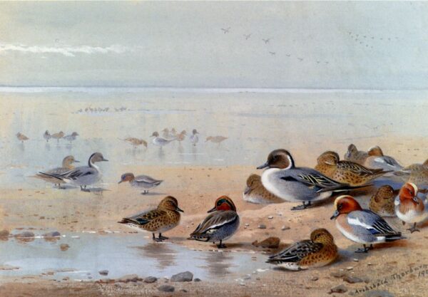 Pintail Teal and Wigeon on the Seashore by Archibald Thorburn, hand-painted oil painting reproduction