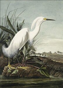 Snowy Heron by John James Audubon, hand-painted oil painting reproduction
