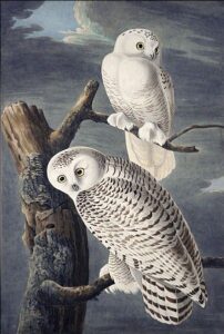 Snowy Owl by John James Audubon, hand-painted oil painting reproduction