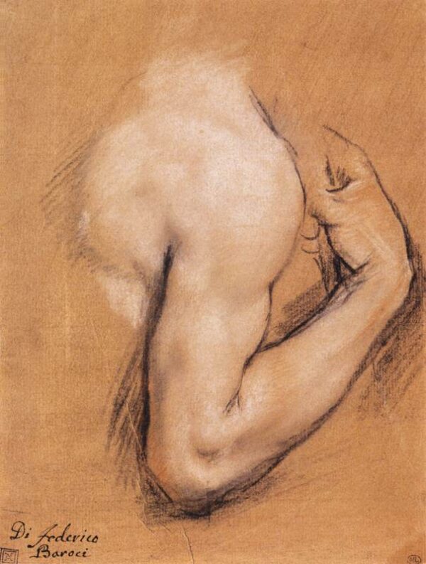 Study of a Bent Right Arm by Federico Fiori Barocci, hand-painted oil painting reproduction
