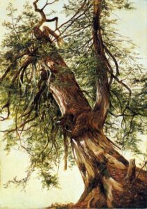 Study of a Cedar by David Johnson, hand-painted oil painting reproduction