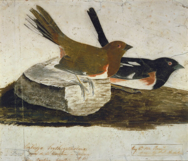 Towhee Bunting by John James Audubon, hand-painted oil reproduction