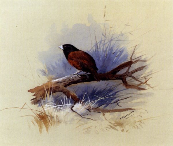 A Nepalese Black-Headed Nun in the Branch of a Tree by Archibald Thorburn, hand-painted oil painting reproduction
