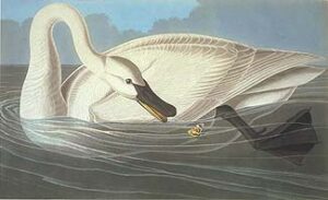 Trumpeter Swan by John James Audubon, hand-painted oil painting reproduction