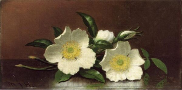 Two Cherokee Rose Blossoms on a Table by Martin Johnson Heade, hand-painted oil painting reproduction