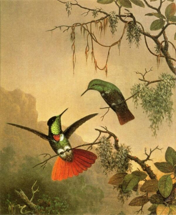 Two Hooded Visorbearer Hummingbirds by Martin Johnson Heade, hand-painted oil painting reproduction