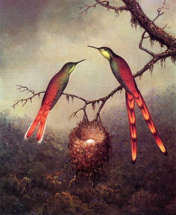 Two Hummingbirds Guarding an Egg by Martin Johnson Heade, hand-painted oil painting reproduction