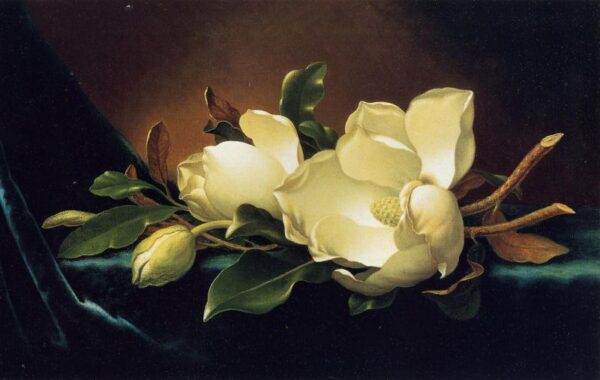 Two Magnolias and a Bud on Teal Velvet by Martin Johnson Heade, hand-painted oil painting reproduction