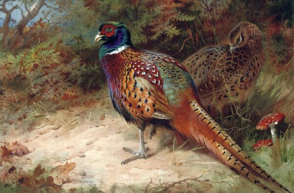 Cock and Hen Pheasant in the Undergrowth by Archibald Thorburn, hand-painted oil painting reproduction